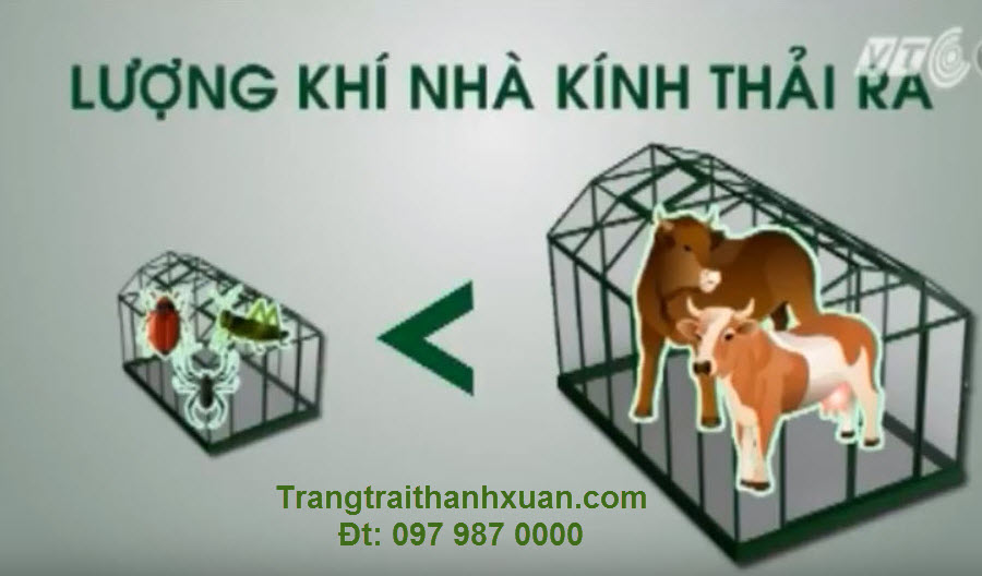 nuôi dế mèn.jpg