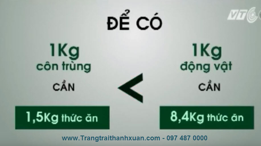 nuôi dế.jpg