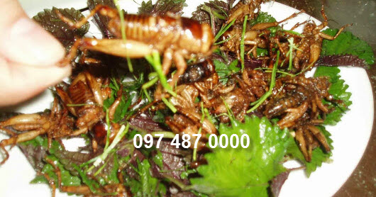dế là món ăn đặc sản.jpg